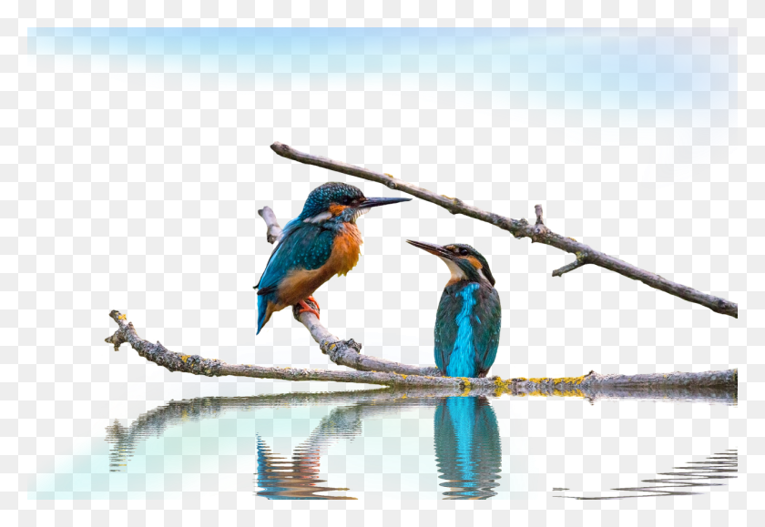 1280x853 Kingfisher Long Landscape, Bee Eater, Bird, Animal HD PNG Download