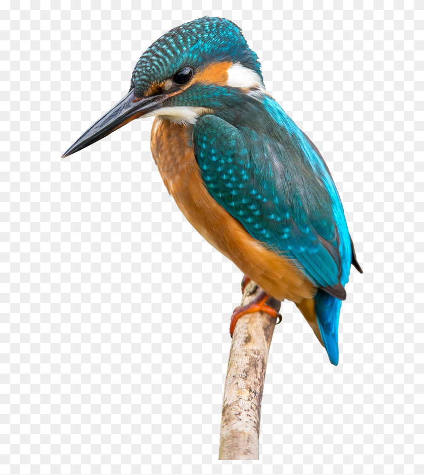600x881 Kingfisher Martin Pecheur, Bird, Animal, Bluebird HD PNG Download