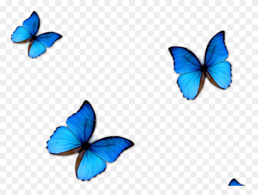 834x617 Бабочка Kisspng Blue Phengaris Alcon Голубая Бабочка Бабочка Для Редактирования, Животное, Насекомое, Беспозвоночное Hd Png Скачать