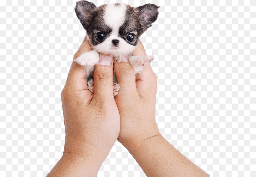 540x581 Kisspng Chihuahua Siberian Husky Puppy Cat Cuteness, Animal, Pet, Mammal, Dog Sticker PNG