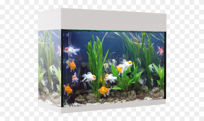 532x439 Kit Aqualux 45l Filtro Interior Blanco Acuarios De 25 Litros, Water, Aquarium, Sea Life HD PNG Download
