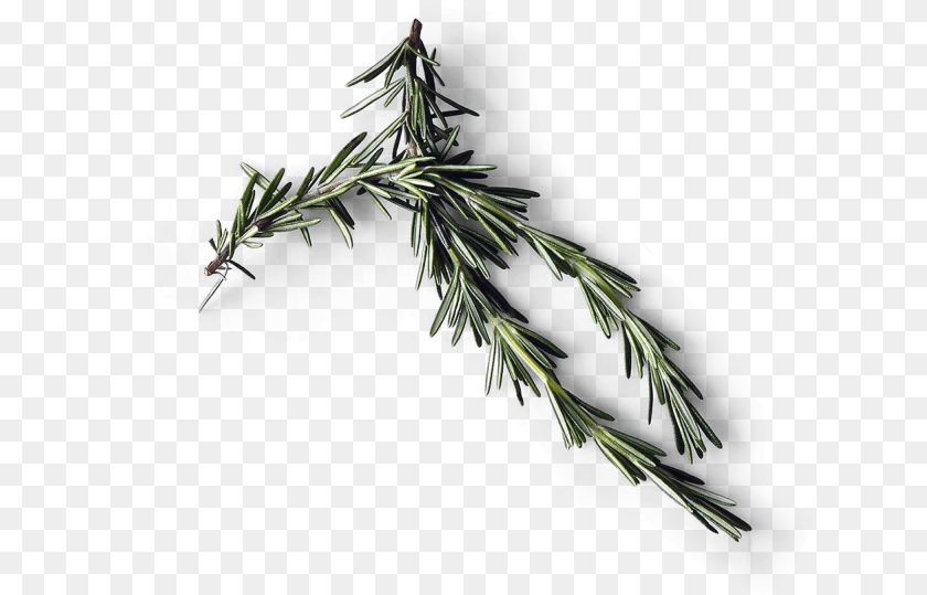 Kitchen Download Floor, Conifer, Fir, Plant, Tree PNG