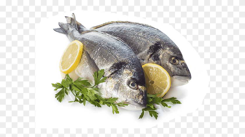 599x411 Kitchen Full Of Leftover Odors Get Cooking Odor Solutions Pescados Fondo Blanco, Plant, Fish, Animal HD PNG Download