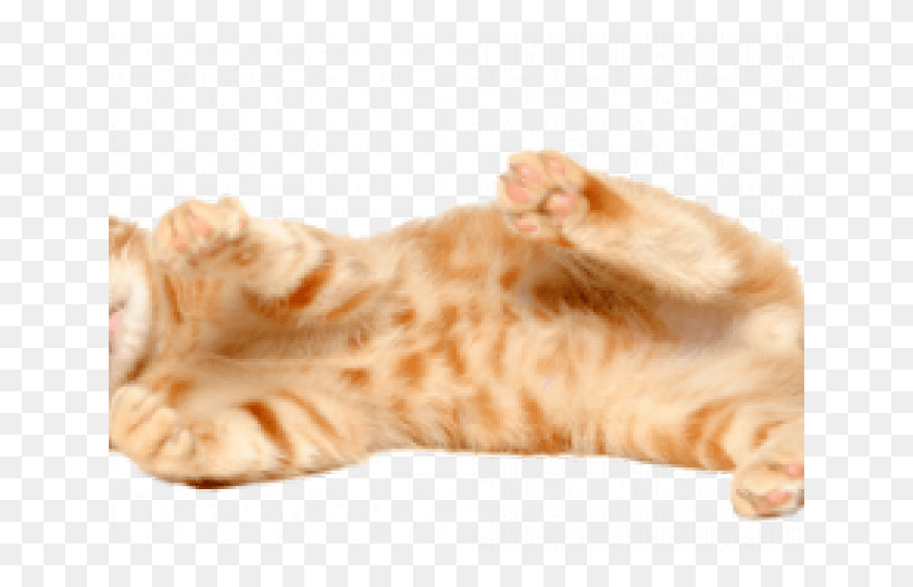 640x480 Kitten, Animal, Mammal, Pet HD PNG Download