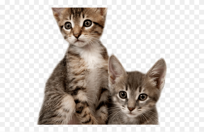 549x481 Kitten, Cat, Pet, Mammal HD PNG Download