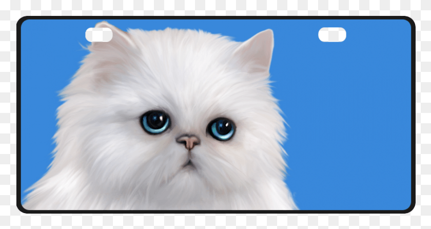 801x397 Kitten, Angora, Cat, Pet HD PNG Download