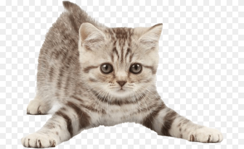 Kitten Kittens To Copy And Paste, Animal, Cat, Mammal, Manx Clipart PNG