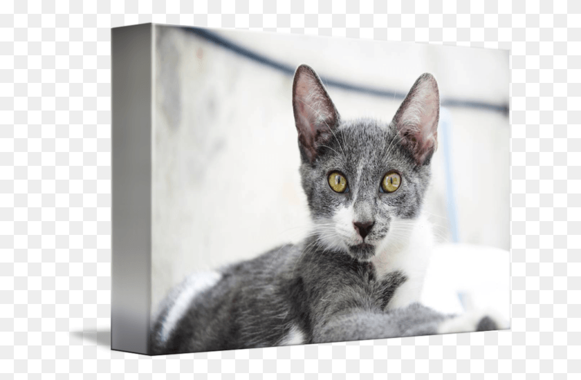 650x490 Kitten Grey Domestic Short Haired Cat, Abyssinian, Pet, Mammal HD PNG Download