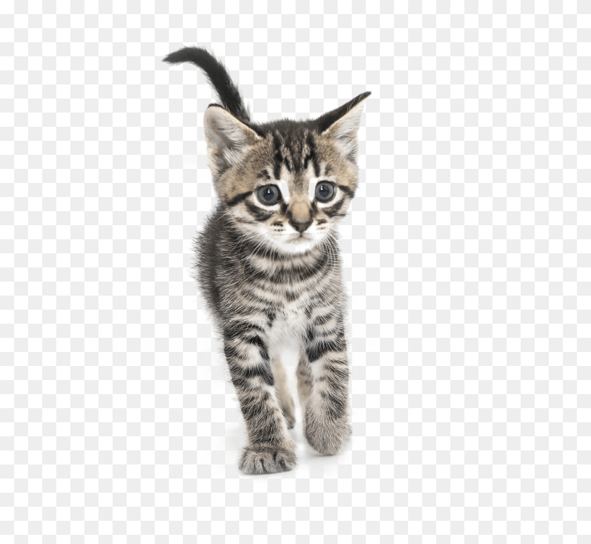 2834x2593 Kitten High Quality Image Domestic Short Haired Cat, Pet, Mammal, Animal HD PNG Download