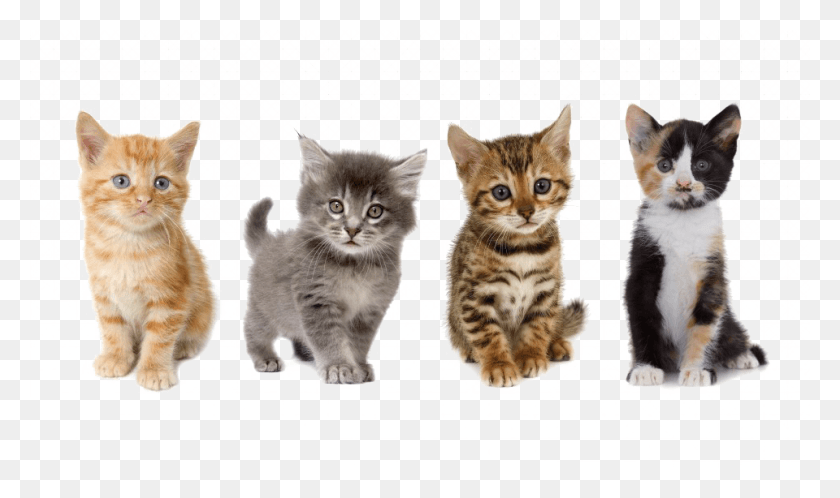 960x540 Kitten Image Cats And Kittens, Cat, Pet, Mammal HD PNG Download