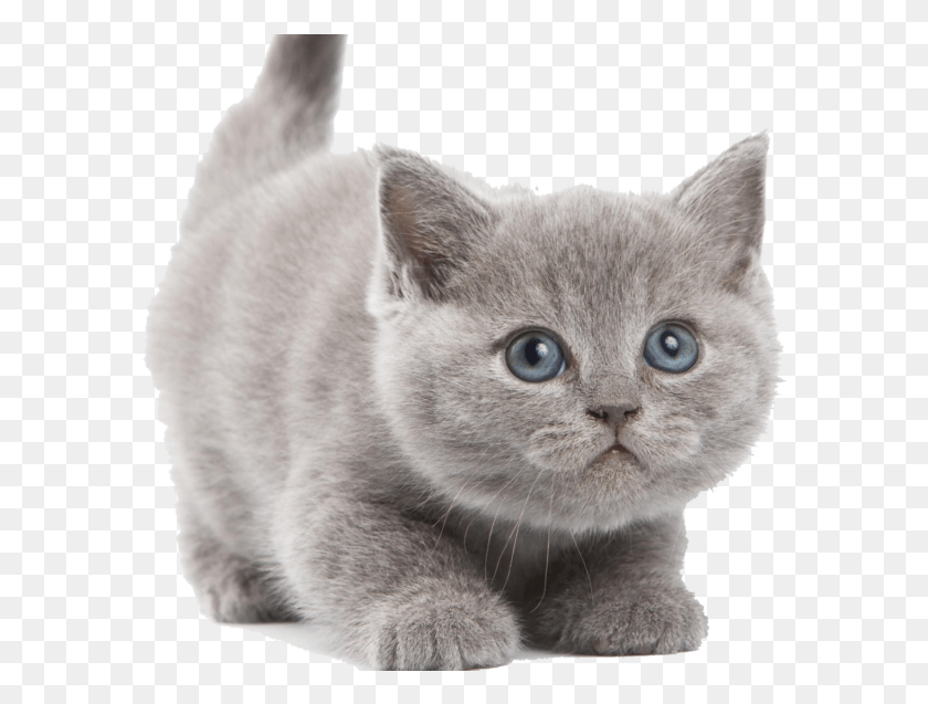 585x577 Котенок Изображение Котенка На Белом Фоне, Кошка, Домашнее Животное, Млекопитающее Hd Png Скачать