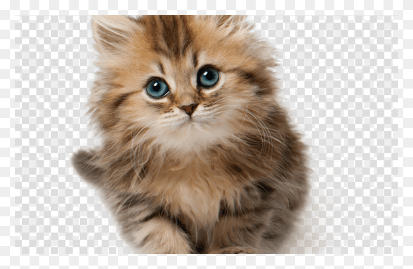 1368x855 Kitten Puppy Cat Transparent Image Amp Clipart Kitten, Pet, Mammal, Animal HD PNG Download