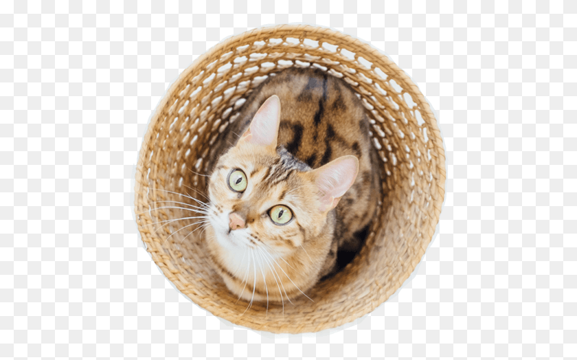466x464 Descargar Png Kitten Rescue Salva Y Adopta Alrededor De 1000 Companion Elu Produit De L Anne 2019, Clothing, Apparel, Cat Hd Png