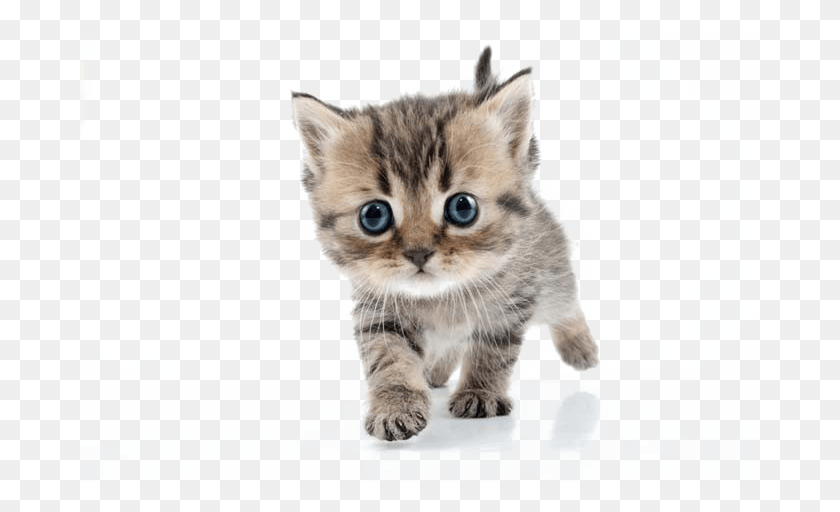 680x452 Kitten Transparent Image Cute Kittens, Cat, Pet, Mammal HD PNG Download