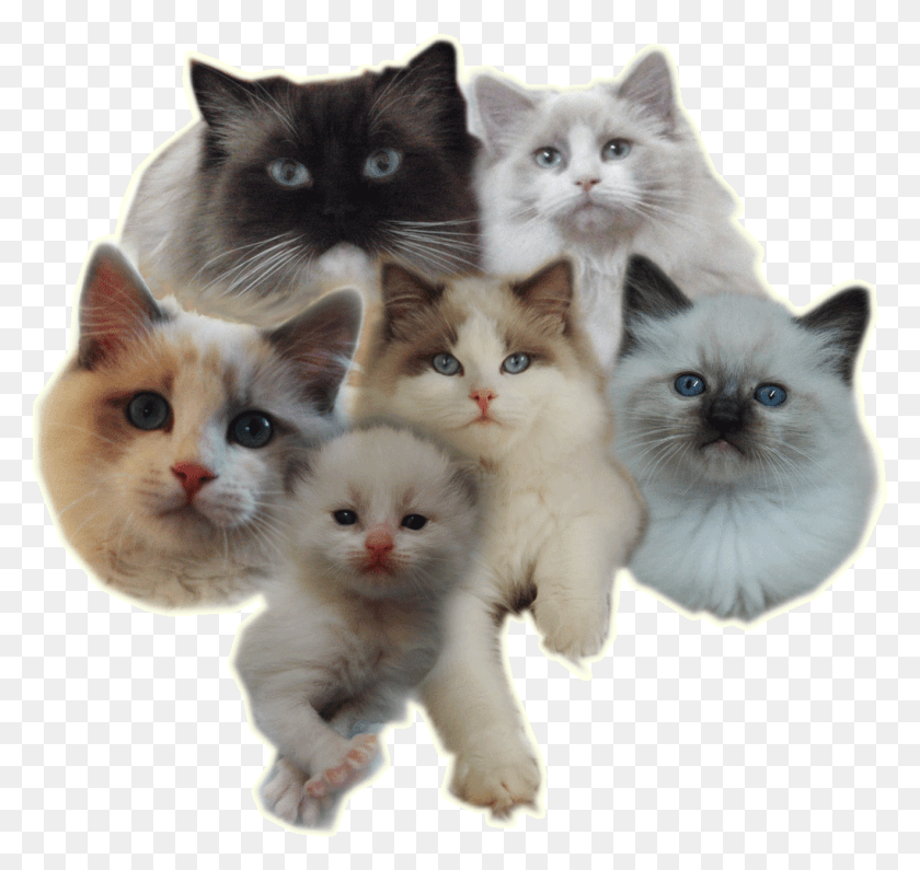 1020x962 Kittens Together Transparent Background, Kitten, Cat, Pet HD PNG Download
