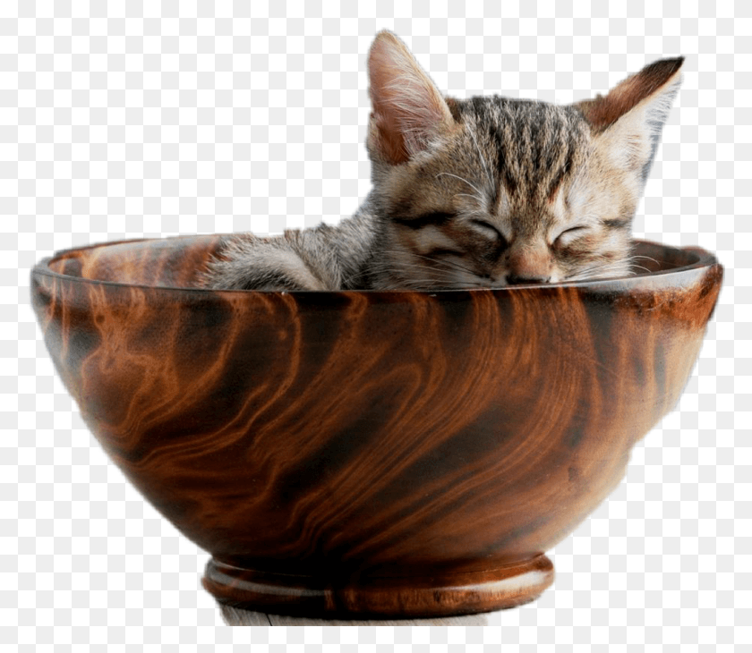 1024x880 Kitty Cat Kitten In A Bowl, Pet, Mammal, Animal HD PNG Download
