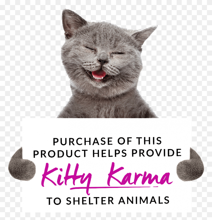 836x870 Kitty Karma 7 20 Gato Sonriente Fondo Blanco, Mammal, Animal, Cat HD PNG Download