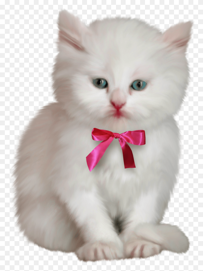 1507x2056 Kitty Transparent Persian Beautiful Frames For My, Angora, Cat, Pet HD PNG Download