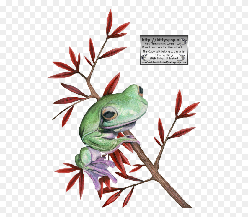 516x674 Kittys Frogs Pine Barrens Treefrog, Rana De Árbol, Rana, Anfibio Hd Png