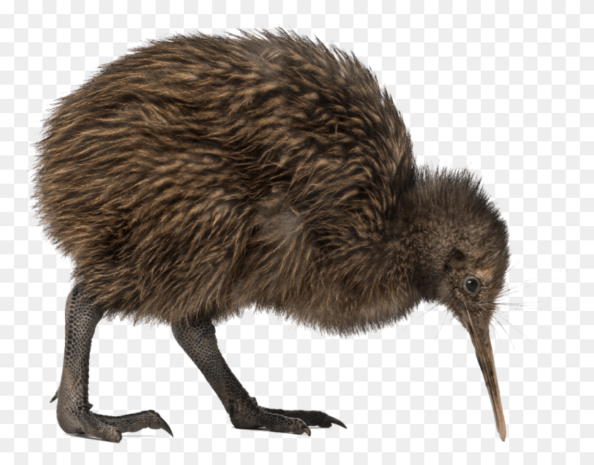 982x753 Kiwi Bird Image Kiwi Bird, Animal, Kiwi Bird, Rat HD PNG Download