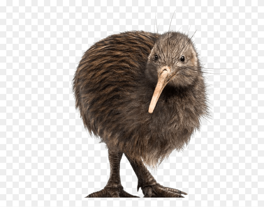713x601 Kiwi Bird Transparent Background Kiwi Bird No Background, Animal, Kiwi Bird, Beak HD PNG Download