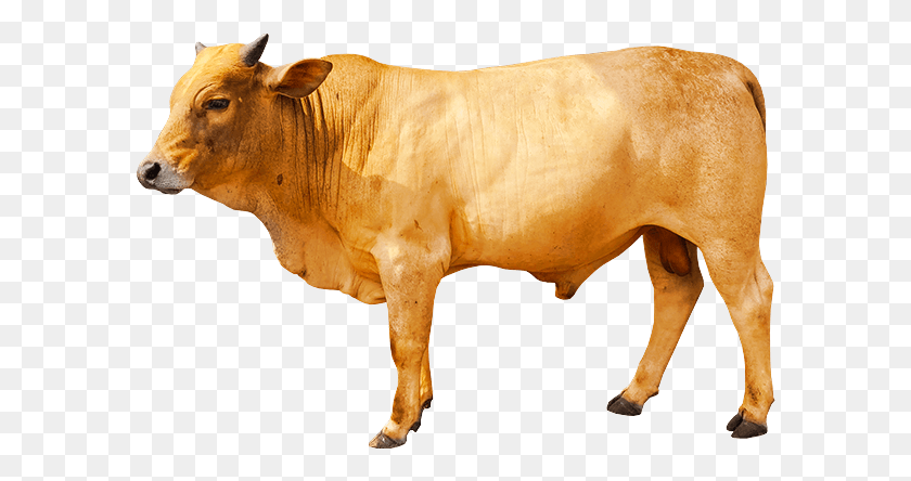 590x384 Kk Cross Lembu, Bull, Mammal, Animal HD PNG Download