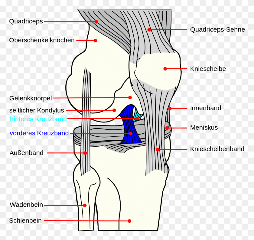1089x1023 Knee Diagram De Acl Pcl Ligament Meaning In Hindi, Neck, Plot, Shoulder HD PNG Download