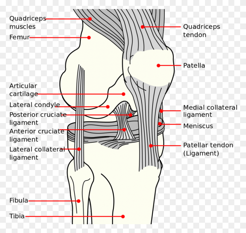 815x769 Knee Diagram Long Does An Mcl Tear Take, Plot, Clothing, Apparel HD PNG Download