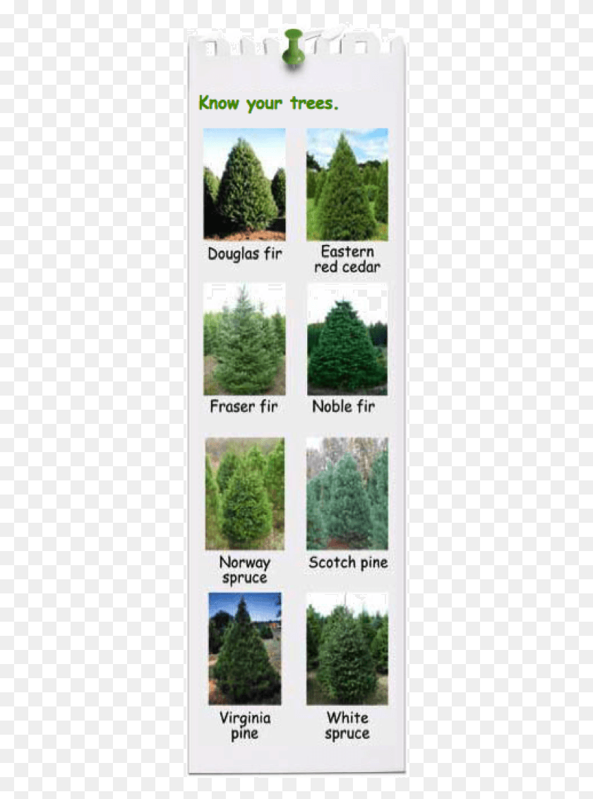 314x1071 Know Your Trees Eastern Red Cedar Tree, Plant, Pine, Conifer HD PNG Download