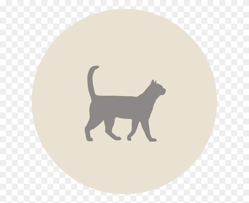 625x625 Knox Cat Icon, Pet, Animal, Mammal HD PNG Download