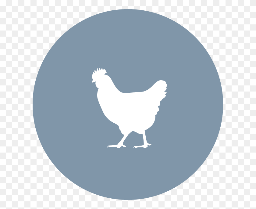 625x625 Descargar Png Knox Poultry Icon Crazy Chicken Lady Svg, Aves, Pájaro, Animal Hd Png