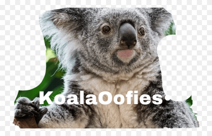 742x480 Koala, Wildlife, Animal, Mammal HD PNG Download