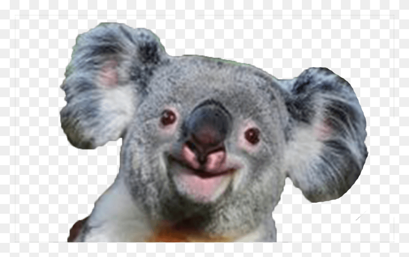 1709x1029 Koala Koala Transparent, Wildlife, Animal, Mammal HD PNG Download
