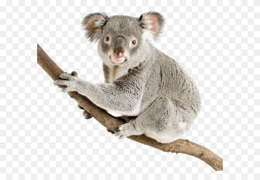 601x521 Koala Pic Koala, Mammal, Animal, Wildlife HD PNG Download