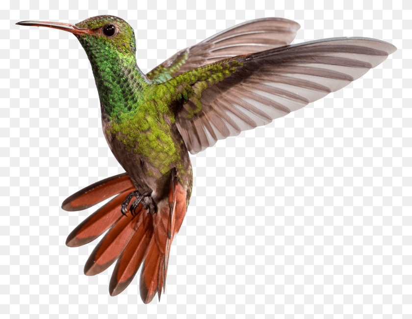 2439x1846 Kolibri, Bird, Animal, Hummingbird HD PNG Download