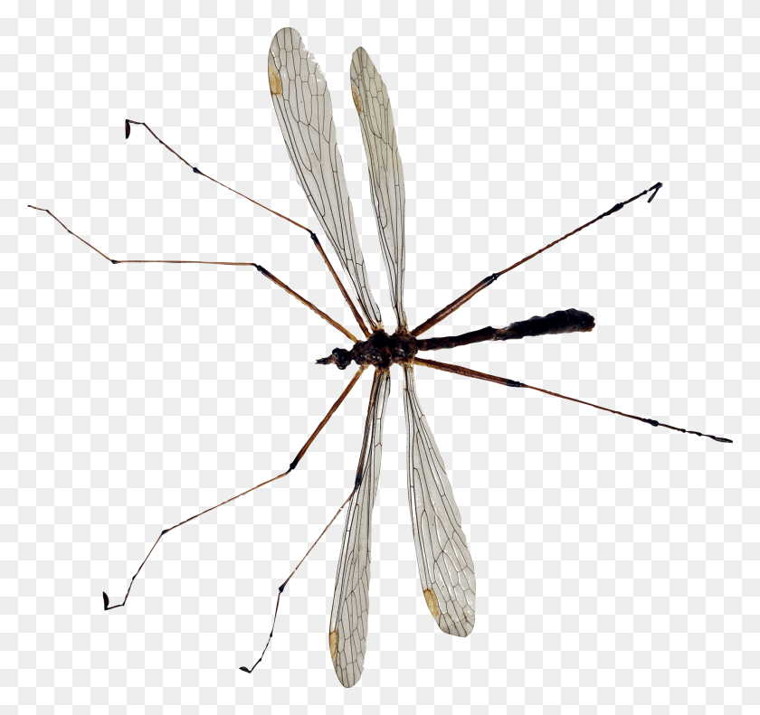 2129x1997 Komar, Insecto, Invertebrado, Animal Hd Png