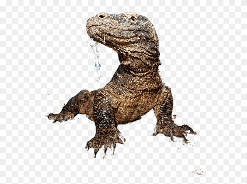 538x564 Dragón De Komodo, Lagarto, Reptil, Animal Hd Png