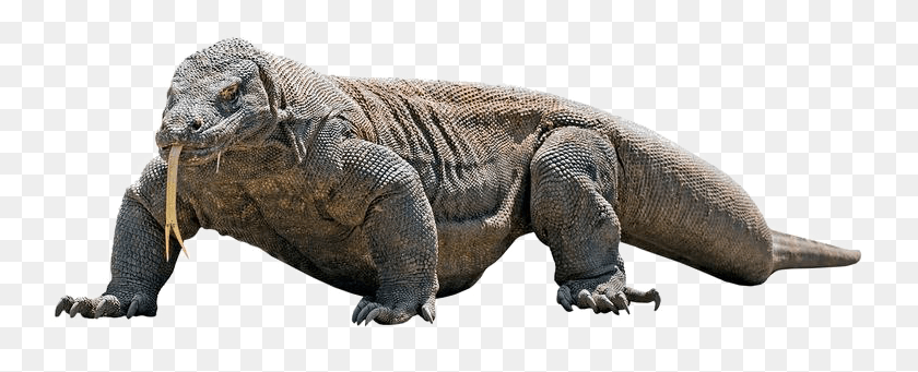 749x281 Дракон Комодо Дракон Комодо, Динозавр, Рептилия, Животное Png Скачать
