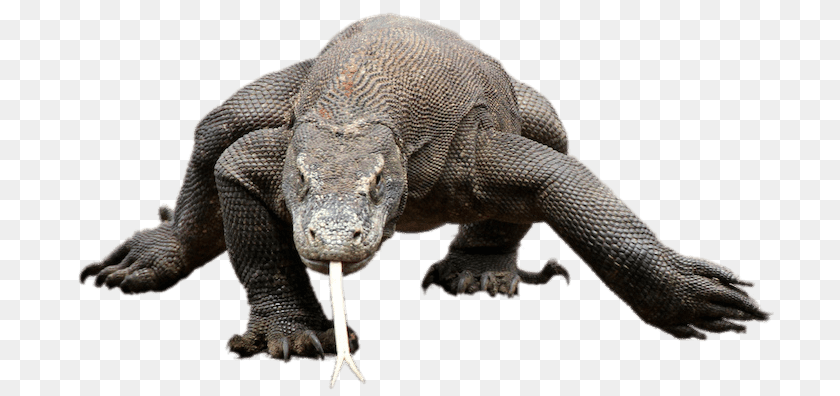 719x396 Komodo Dragon Walking, Animal, Lizard, Reptile, Electronics Sticker PNG