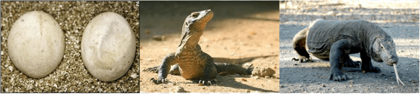 902x203 Komodo Dragons Life Cycle, Egg, Food, Animal, Lizard PNG
