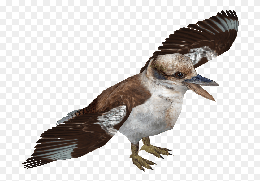 702x524 Kookaburra Seabird, Bird, Animal, Beak HD PNG Download