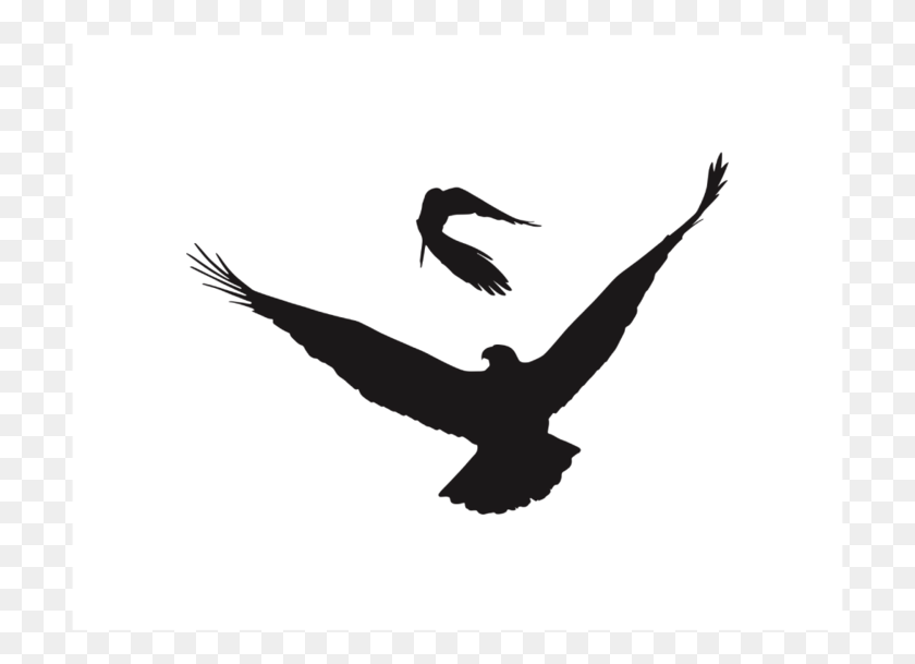 709x549 Koreski Eagle Crow Logolarge Osprey, Flying, Bird, Animal HD PNG Download