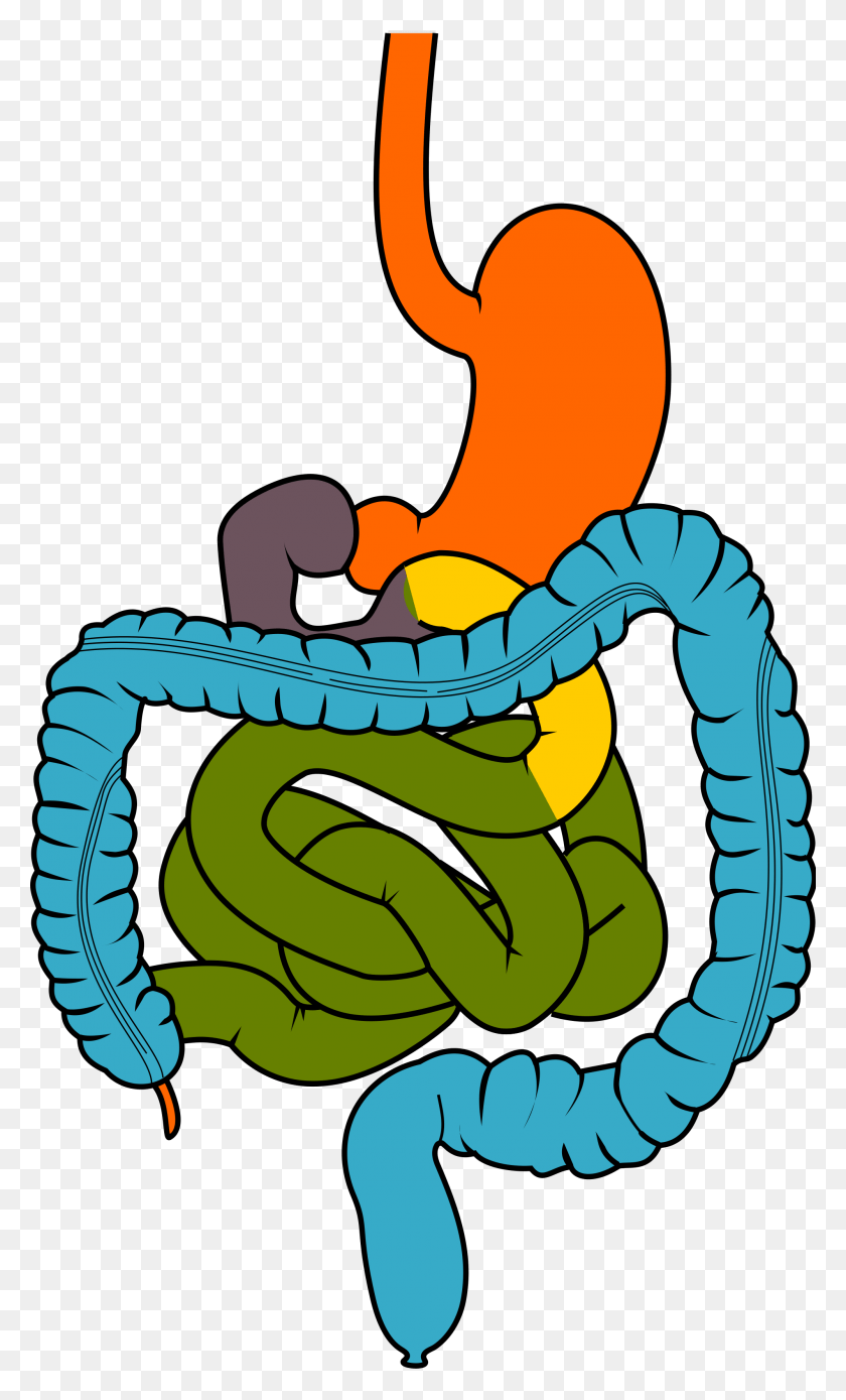 2000x3410 Krishna Surgical Clinic Velachery Gastrointestinal Tract Clipart, Reptile, Animal, Snake HD PNG Download