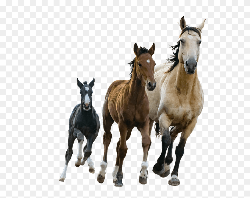 562x605 Kuda Mare Anak Kuda Terpencil Potongan Colt Selective Breeding Race Horse, Mammal, Animal, Foal HD PNG Download
