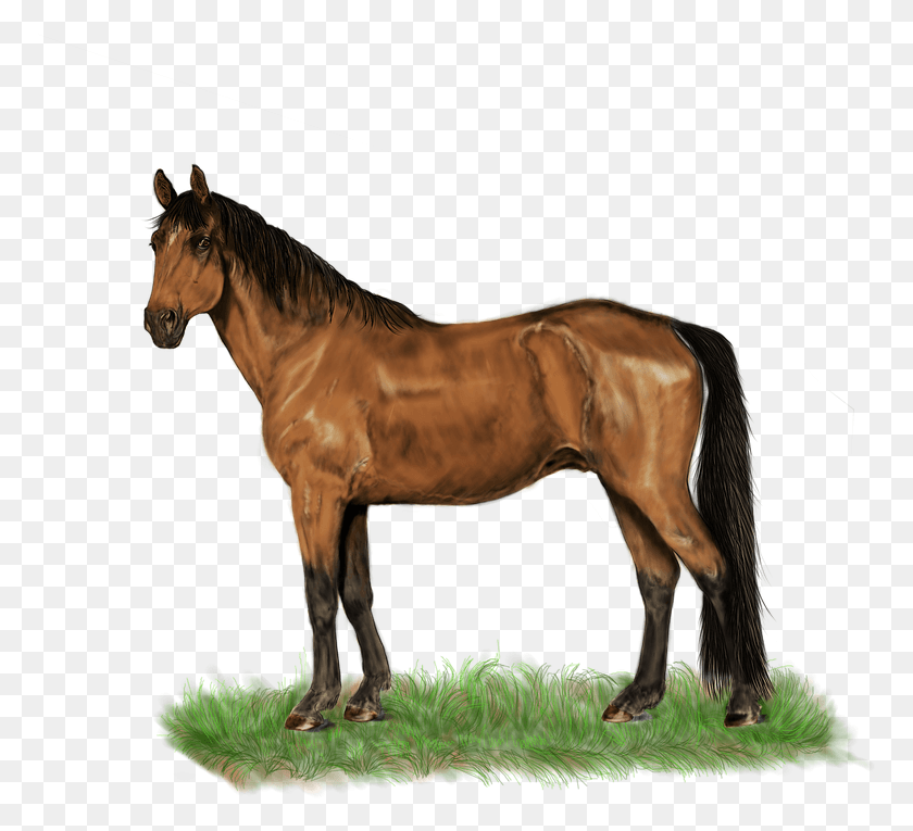 772x705 Kuda Mbah Sgp 03 12 2018, Лошадь, Млекопитающее, Животное Hd Png Download