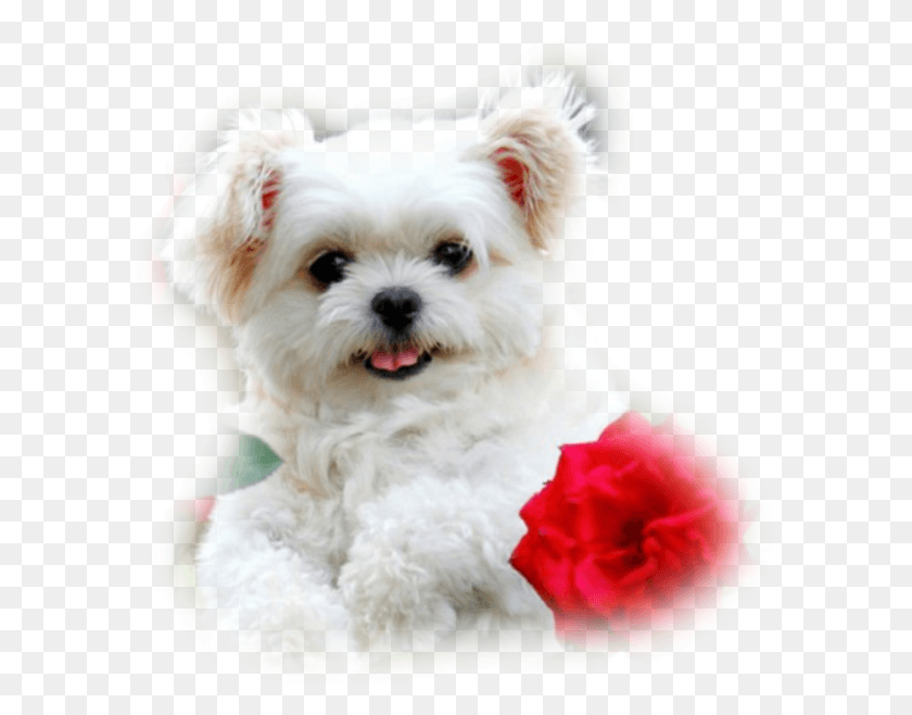 600x598 Kutya Vir Ggal Google Search Kuty K White Dogs With Flowers, Plant, Puppy, Dog HD PNG Download