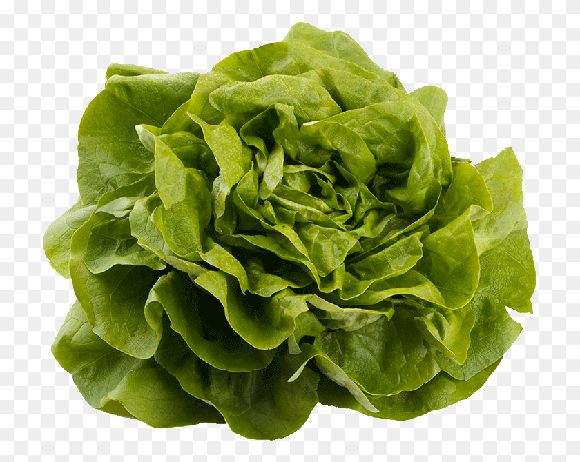 717x610 Kweik Iceberg Lettuce Iceburg Lettuce, Plant, Vegetable, Food HD PNG Download