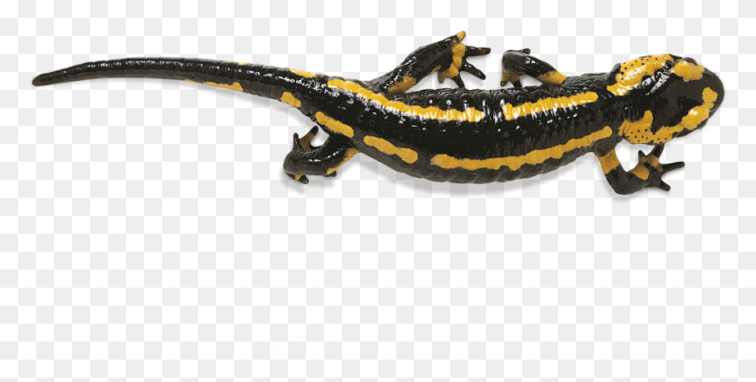 936x438 L Jh802 Amphibian 028d C Kzmwuj 2 Ki5kyv Do Salamanders Move, Salamander, Wildlife, Animal HD PNG Download