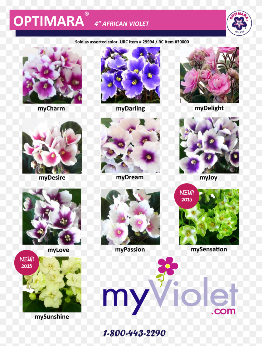 1190x1599 L Moth Orchid, Purple, Plant, Flower HD PNG Download