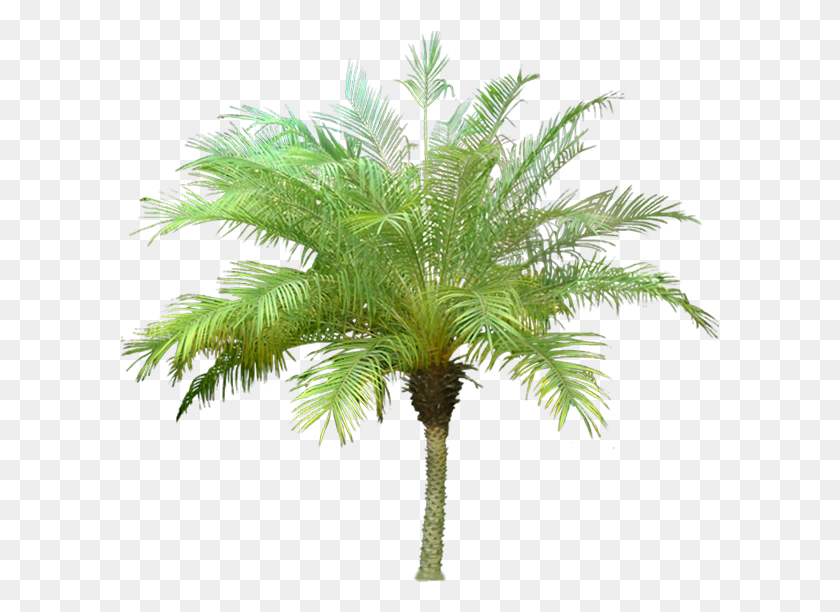 599x552 L Union Fait La Force Badge, Plant, Tree, Palm Tree HD PNG Download